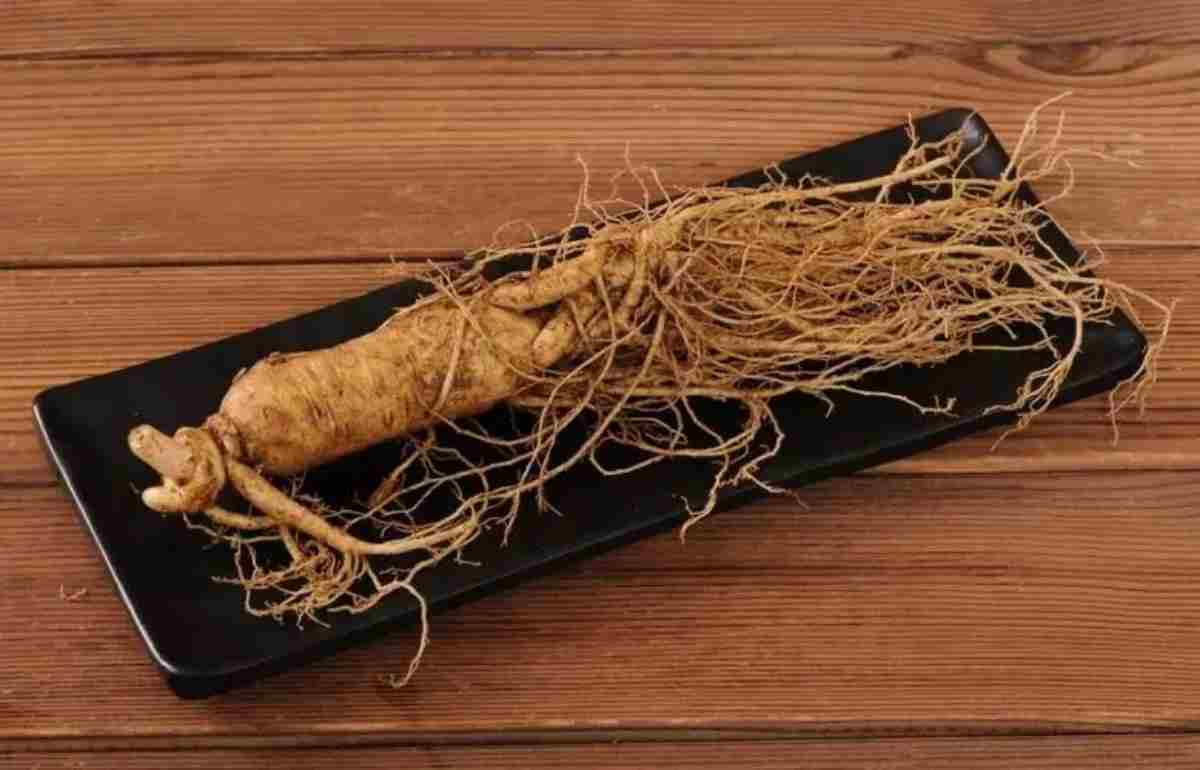 孕期进补，吃人参好吗？