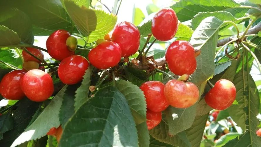 饮食补血最安全，日常补血食物大全