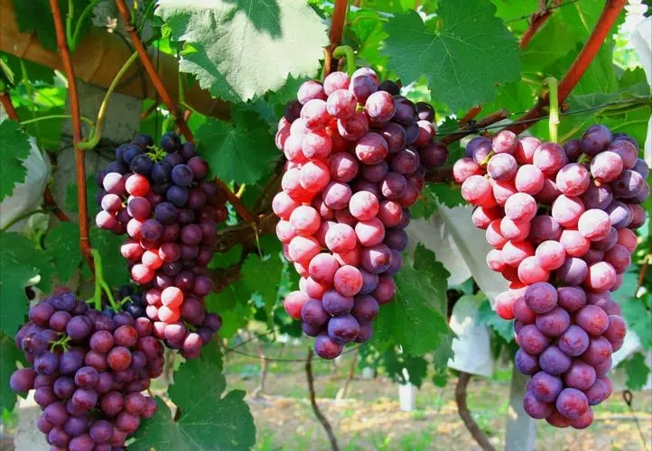 熬夜伤身体，如何快速恢复？