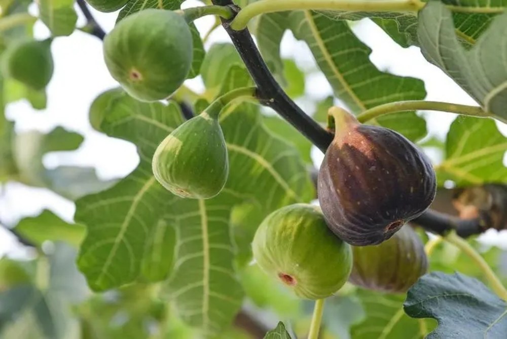 孕期补血，孕妇可以吃什么？