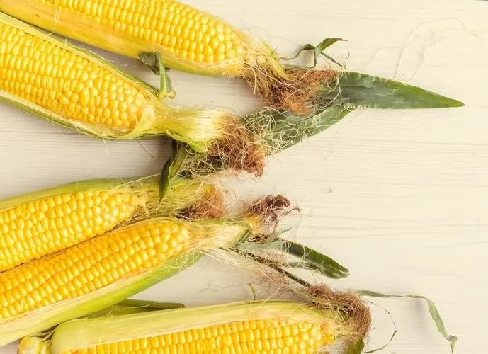 如何快速有效地给玉米起粒