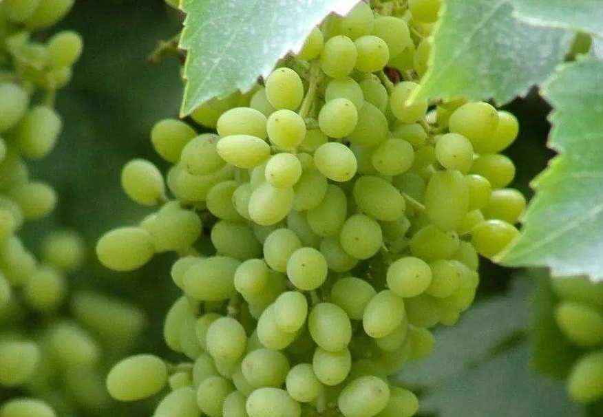 宝宝吃葡萄的4大好处及注意事项