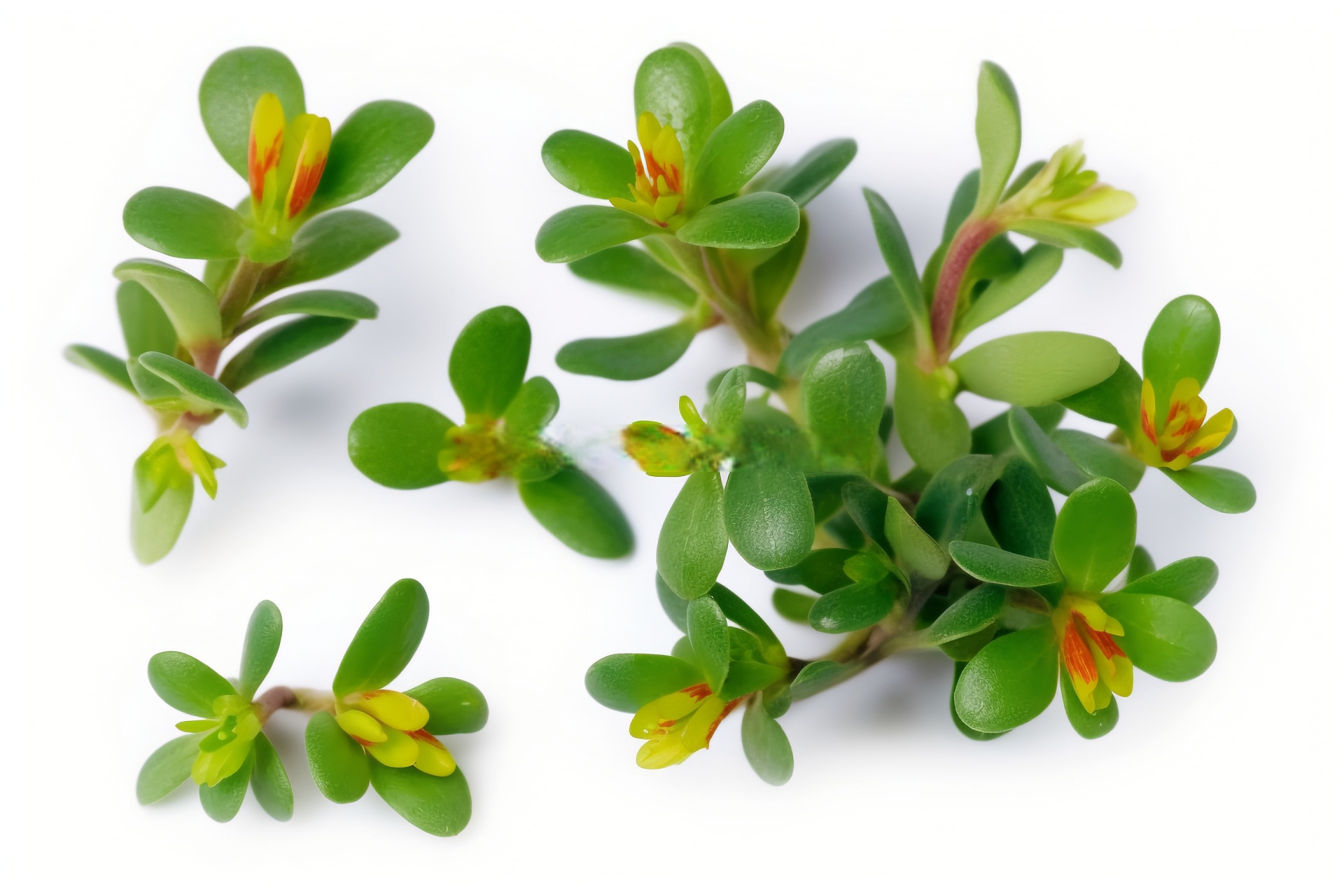 清热解毒的马齿苋 孕妇竟禁食