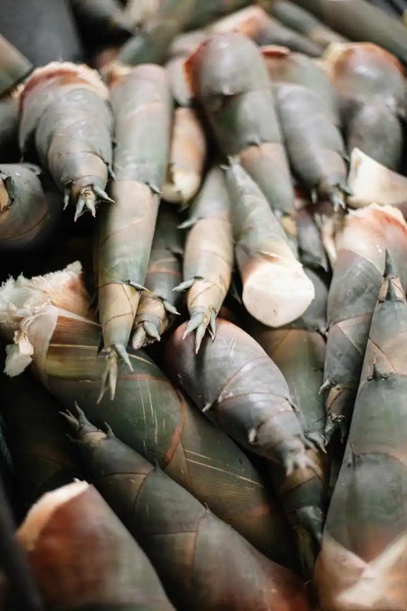 春笋几月份开始有了 春笋怎么做才好吃简单又好吃的做法