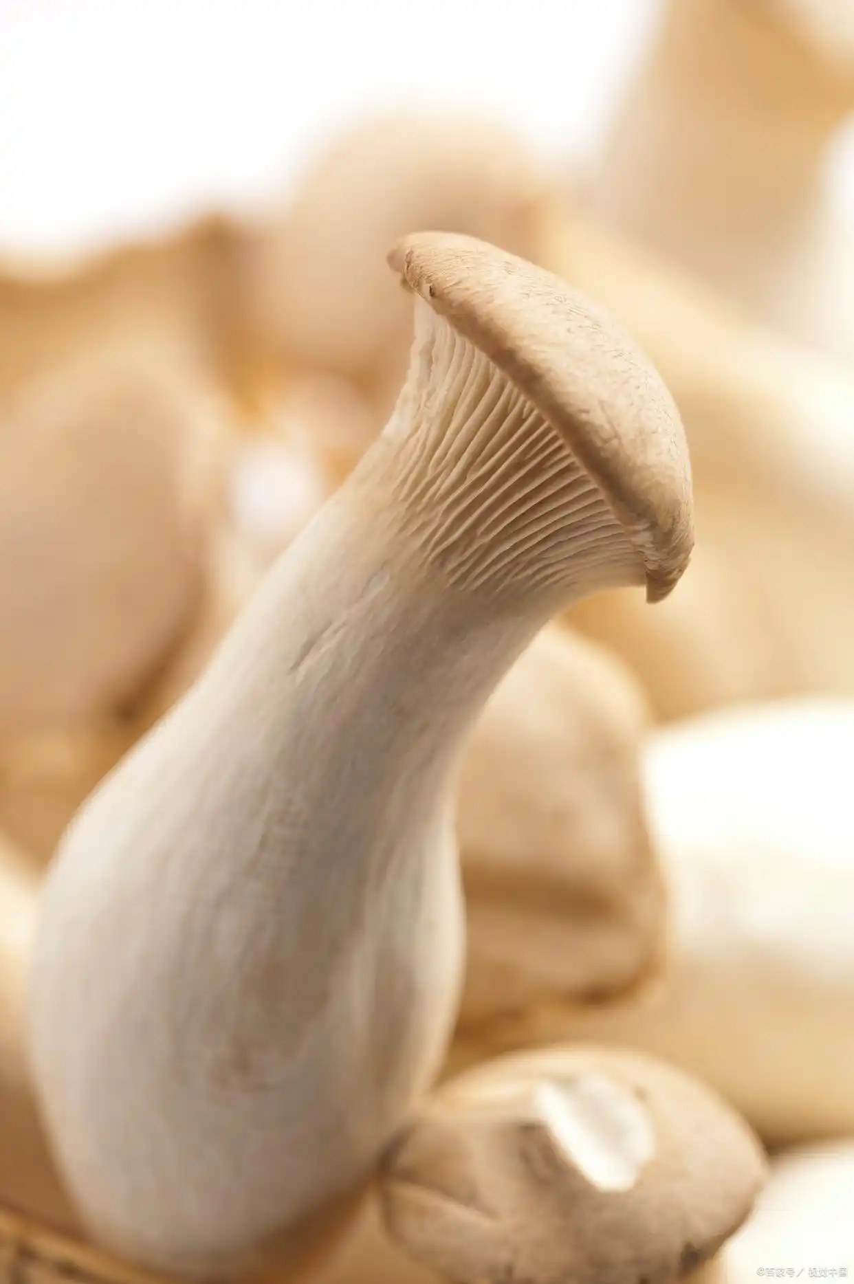 鸡腿菇可以和酒同食吗？的做法