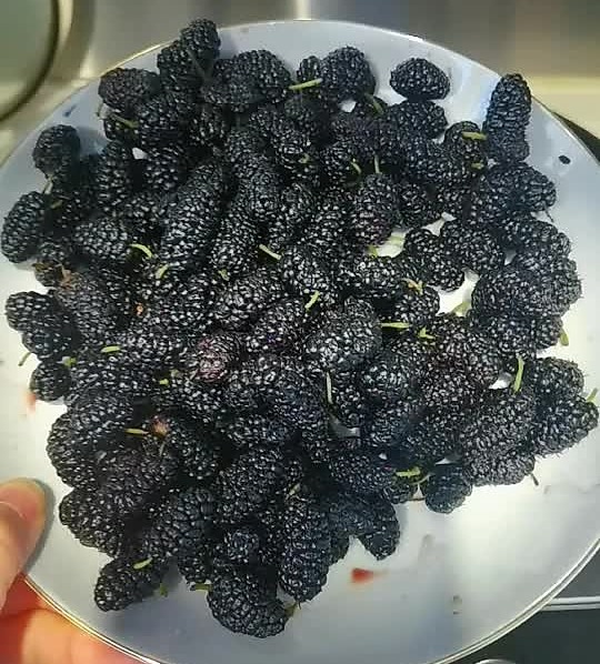 推荐6个补血小秘方的做法