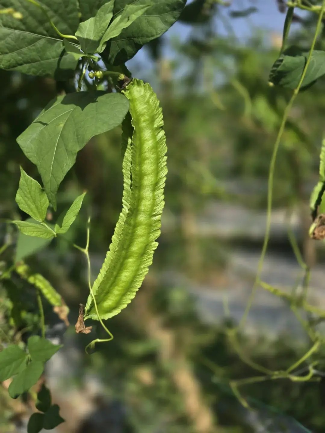 这种“豆中之王”你吃过吗？的做法