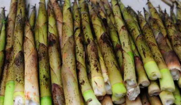 这一周啊，我可算是和笋杠上了，莴笋、春笋、毛竹笋…… 