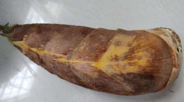 这一周啊，我可算是和笋杠上了，莴笋、春笋、毛竹笋…… 