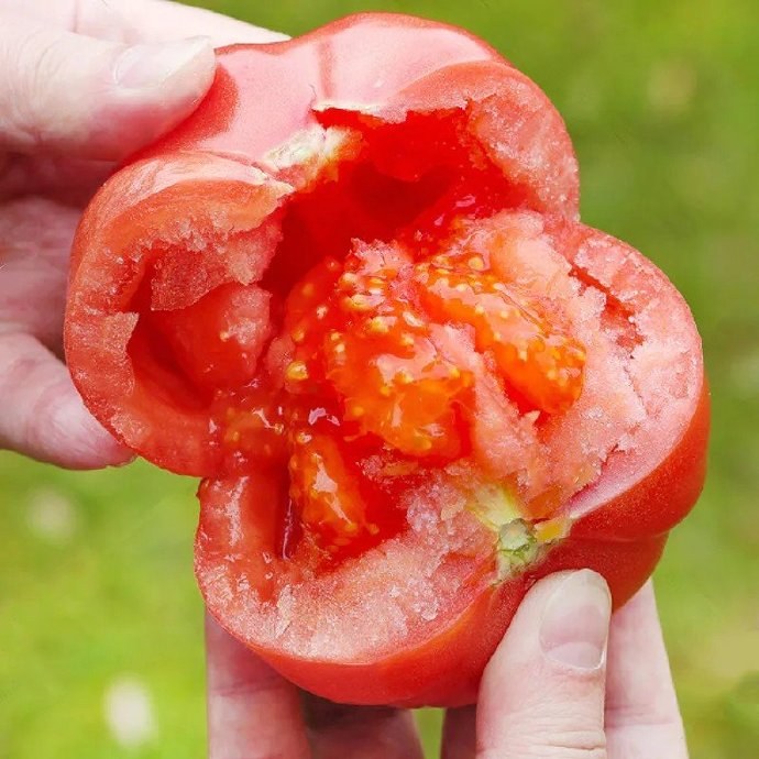 原来西红柿这么好吃的
