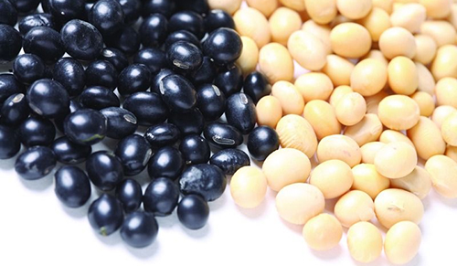 黑豆与黄豆大比拼 谁会略胜一筹？