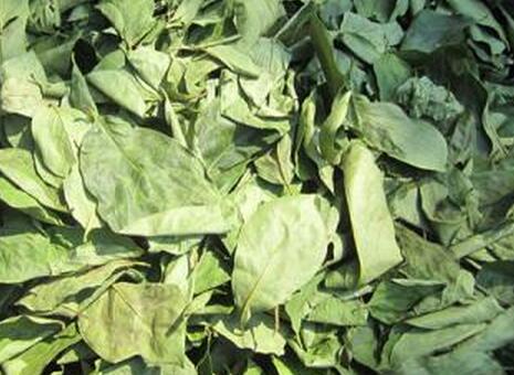 怎样制作柿叶茶