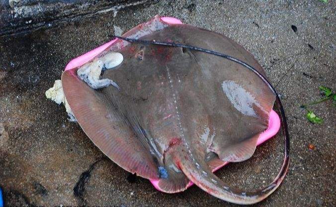 老板鱼怎么处理干净