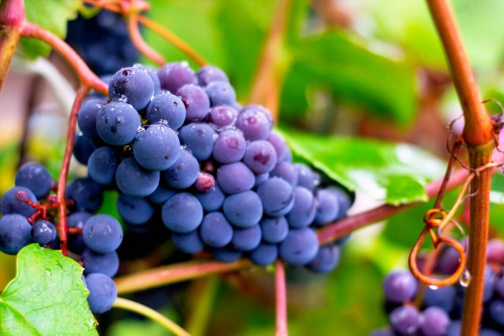 孕妇吃葡萄对身体好吗？