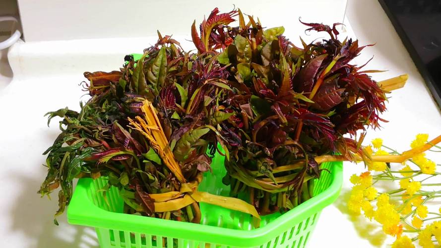 香椿和臭椿的区别有哪些的做法